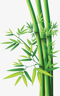 采購產(chǎn)品竹葉,竹子,草,竹子植物
